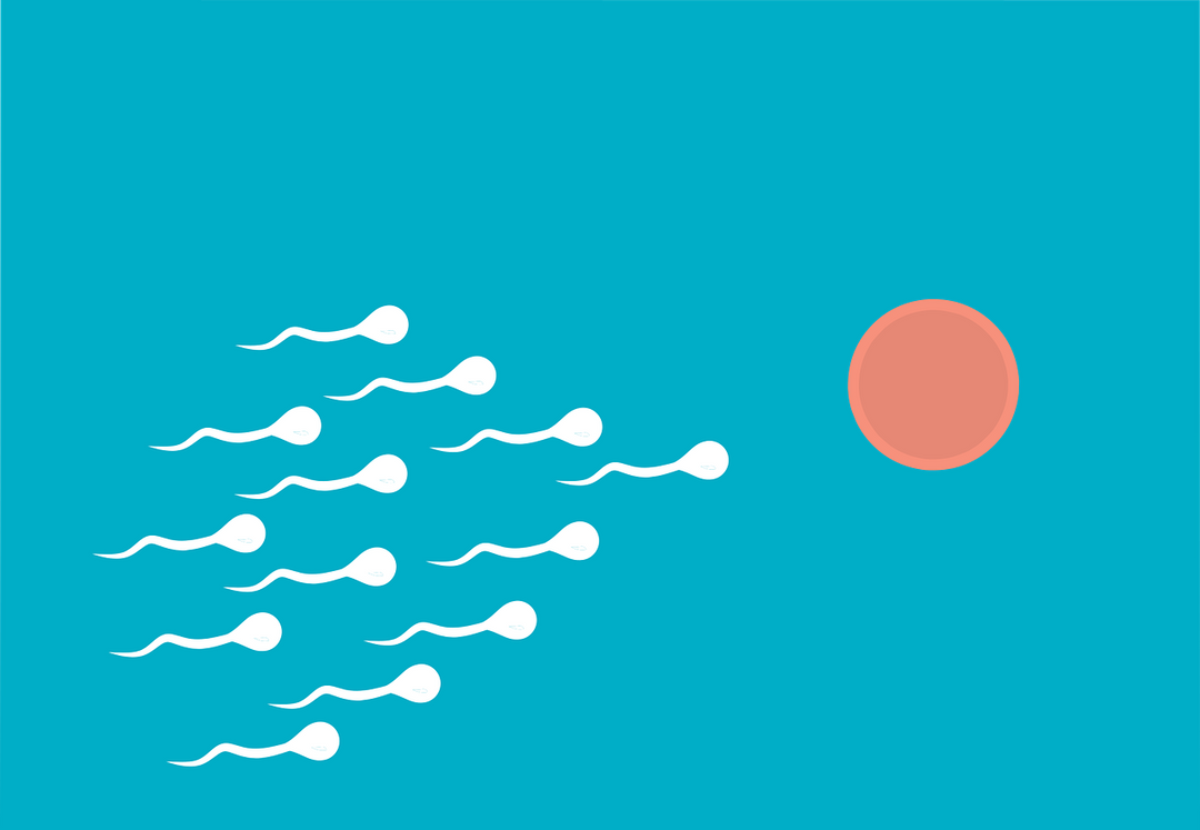 Fertility Supplements: What to Expect in the First 3 Months?